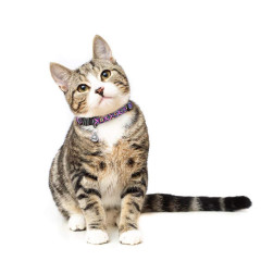 Нашийник для кота ТМ HIDOG Aztec