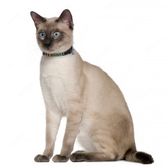 Нашийник для кота ТМ HIDOG Boha green