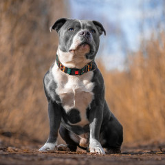 Нашийник для собаки ТМ HIDOG Boha green