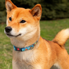 Нашийник для собаки ТМ HIDOG Adventure