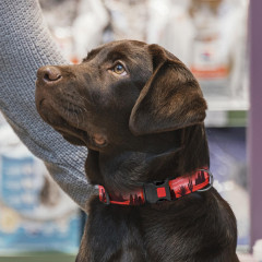 Нашийник для собаки ТМ HIDOG Arizona