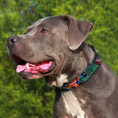 Нашийник для собаки ТМ HIDOG USA