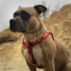 Шлея ТМ HIDOG Arizona