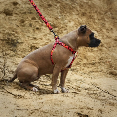 Шлея ТМ HIDOG Arizona