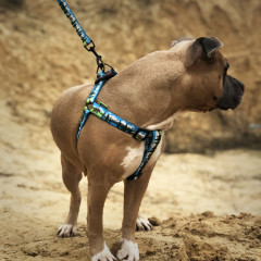 Шлея ТМ HIDOG Alaska