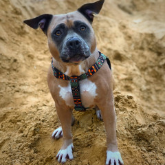 Шлея ТМ HIDOG Boha green